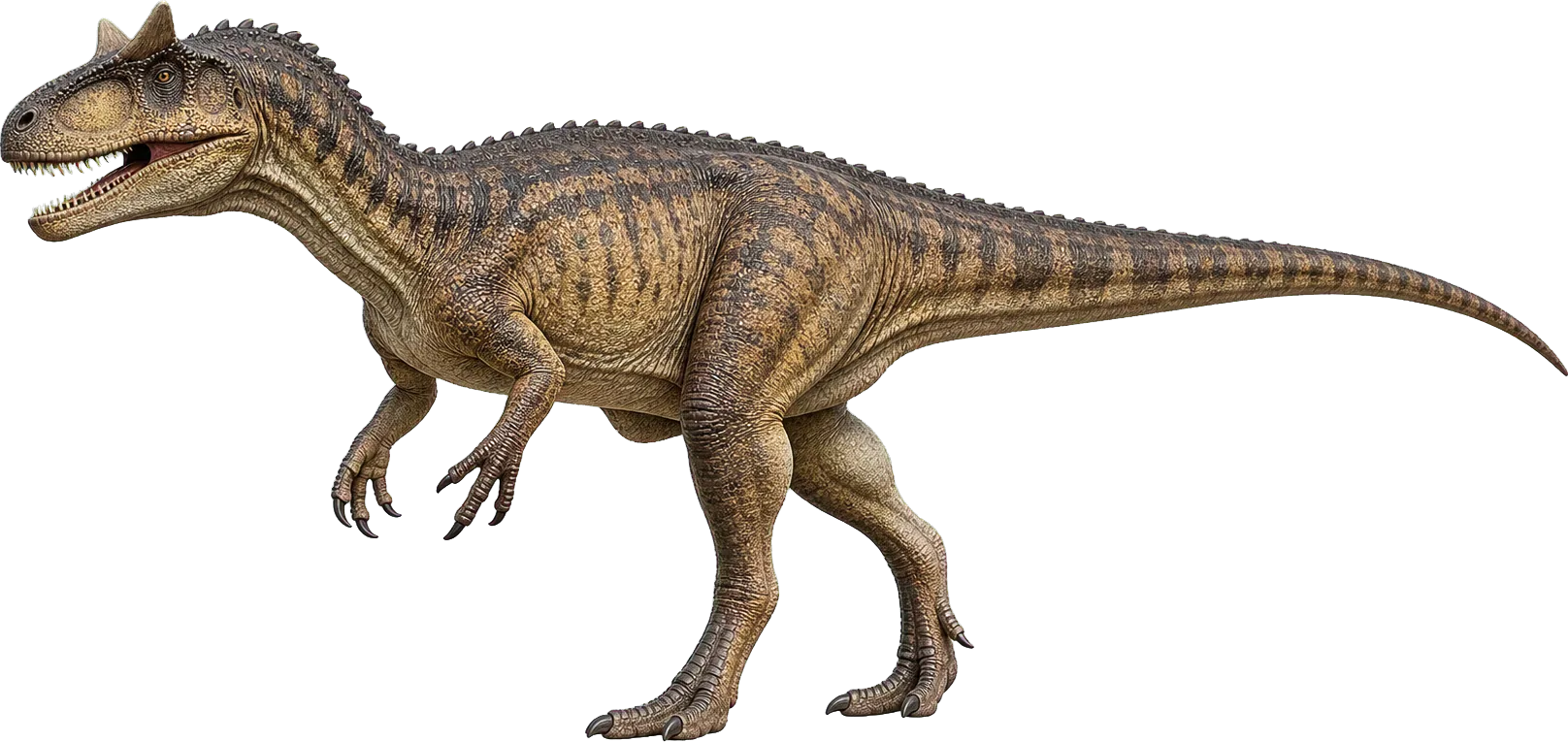 Allosaurus stands beside a child; body height is large, while full length comes from the tail.