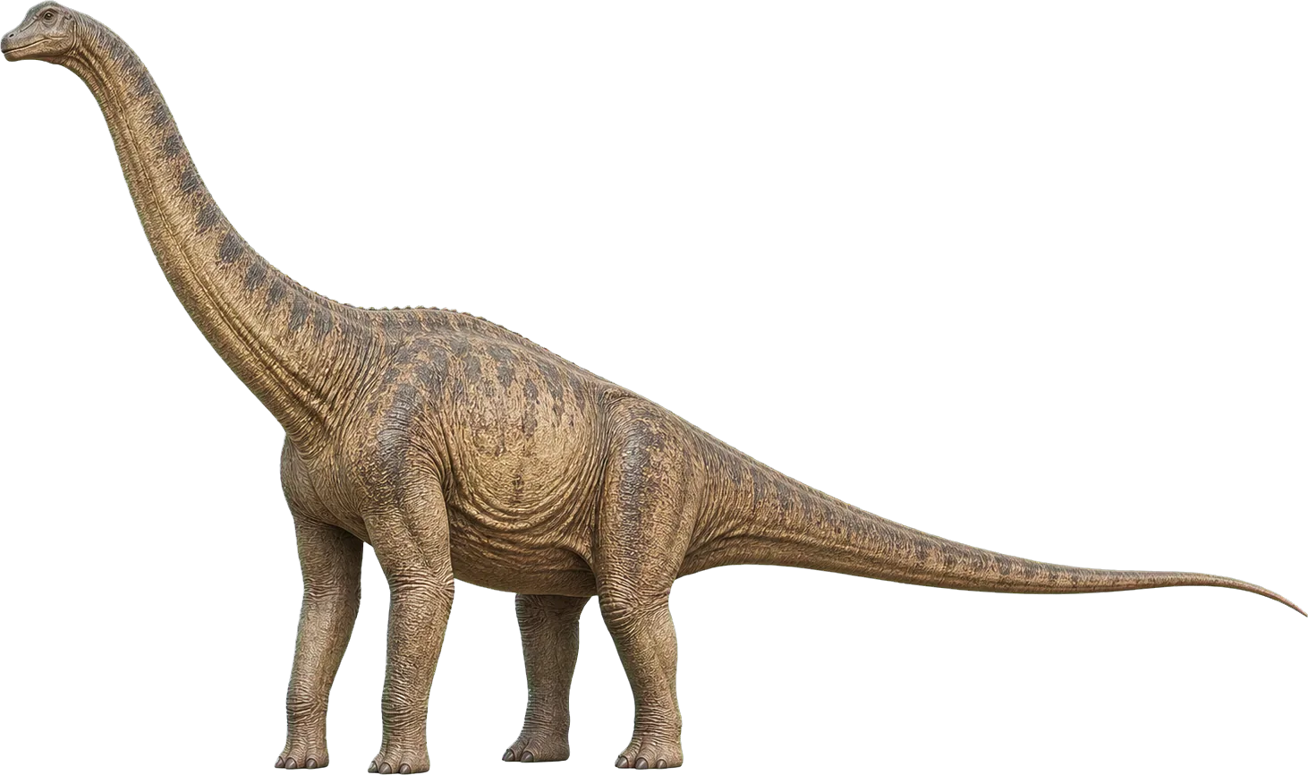 Very tall Brachiosaurus stands beside a child, with shoulders far above the figure.