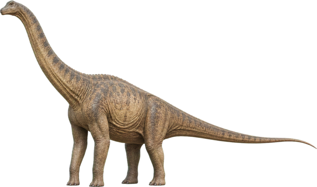 Brachiosaurus with high shoulders, long neck, and tall front legs.