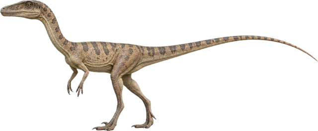 Slim Coelophysis with long neck, legs, and tail.