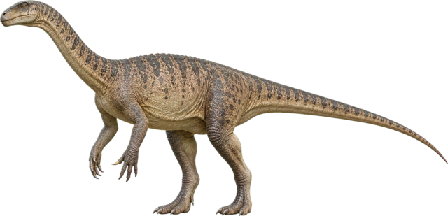 Plateosaurus with long neck, strong hands, and long tail.